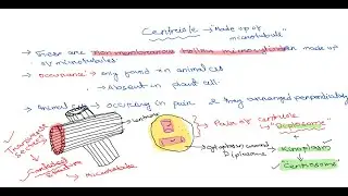 CENTRIOLE / CELL BIOLOGY