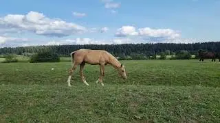Продажа ахалтекинских лошадей. Тел/Whats app: +7-916-403-90-33 Sale of Akhal-Teke horses.