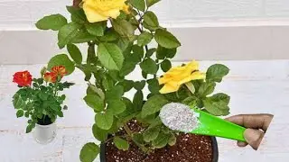 இதுல ஒரு ஸ்பூன் போடுங்க ரோஜா செடி சீக்கிரம் தளிர்விடும் Fertilizer for Rose plant 
