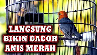 ANIS MERAH IKUT GACOR JIKA DIPANCING PAKE INI #anismerah