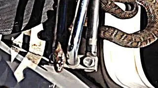 Snakes On A Boat  - 