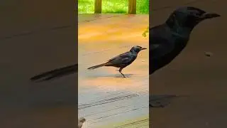 Grackle & Sparrow  #grackle #birdwatch #birdspotting #birdloversworld#birder