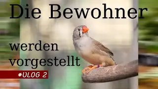 Zebrafinken & Diamanttauben - ein Tagebuch - #VLOG 2 - click English subtitle!