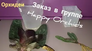 Покупка орхидей в группе В Контакте HAPPY ORCHID