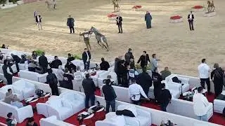 Breeders Championship in Egypt