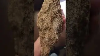 Holy Rockhound! Check out the mineralization on this Agatized Dinosaur Bone!