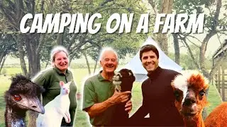 Magical Camping with Alpacas at Hill Farm, Great Bardfield, Essex | Uk Travel Vlog