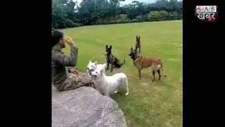 Ms Dhoni Playing With His Dogs | New video