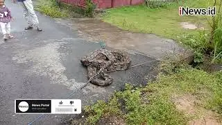 Penemuan Ular Piton Sepanjang 6 Meter di Surabaya Gegerkan Warga