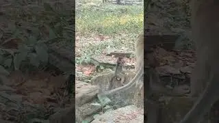 VID20240213165041monkeycambodia 5