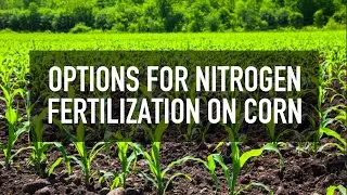 Options for Nitrogen fertilization on Corn