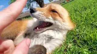 Happy Fox Friday from Dixie Do!