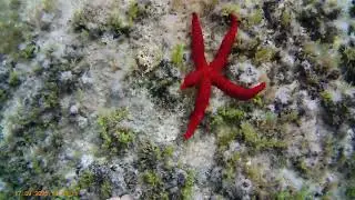 Etoile de mer