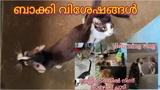 ബാക്കി വിശേഷങ്ങൾ morning vlog #paravakoottam #cat