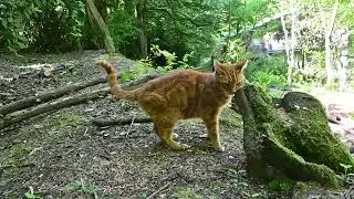 Ginger cat Danny climbed a tree today, he's looking and feeling good