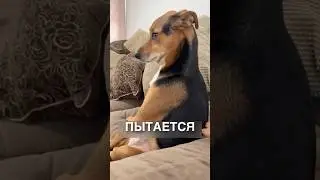 Awkward dog 😂 #stories #history #news #news #shorts