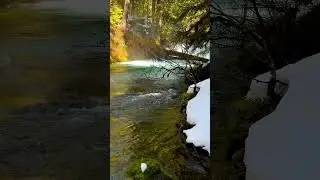 Step into the magic of the Pacific Northwest 🌲✨