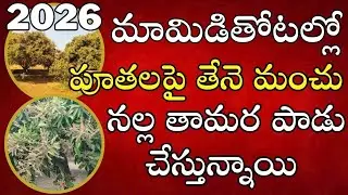 మామిడి పూతలని తేనె మంచు నల్ల తామర నష్టాన్ని చేకూరుస్తున్నాయి Mango flowering hoppers thrips damaging