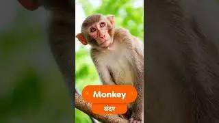 जानवरों की दुनिया खोलें बच्चों के लिए 🦒 #natureeducation #animals #discovery