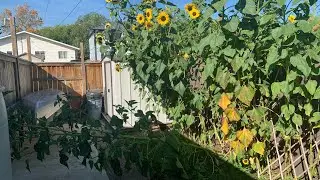 Sunflower Emergency ￼#sunflower #gardening #pats-garden