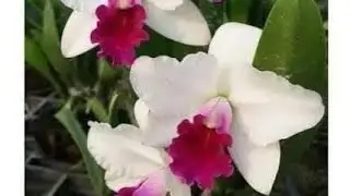 Cây Berry đang phát trực tiếp!