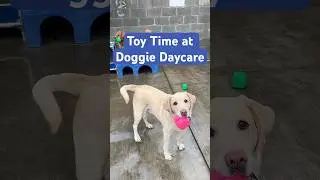 Toy Time with our Big Daycare Dogs 🎾 (and some big personalities)