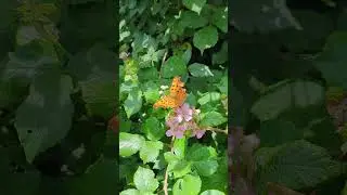 A Comma butterfly feeding on Bramble flowers.
