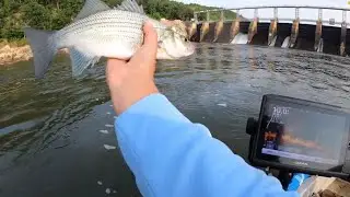 Topwater Session - High Rock White Bass