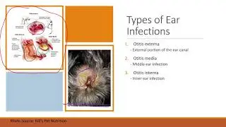 Aural Anatomy and Ear Infections in Dogs