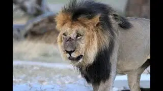 Kgalagadi 2021 - Wild Polentswa