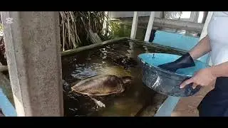 Turtle Conservation Prject Kosgoda , Induruwa ,Sri lanka.. 