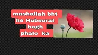bht he hubsurat bagh tra tra k phllo ka drht