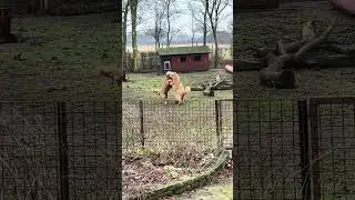 To unghunde leger j&aelig;vnbyrdigt, dog ret fysisk