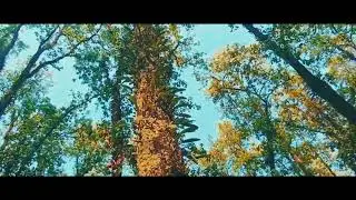 Newlands Tea Garden -Kumargram Tea Garden -Sankos Tea Garden |Video source Sourav Basent |WestBengal