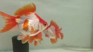 Ryunkin goldfish❤