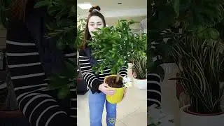 Sekrety domowej Cytryny 🌿🍋 #plants #roślinydomowe #cytryna #roślinydoniczkowe