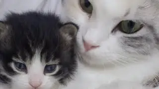 Vivian Ochinang is live! FURBABIES ARE FAMILY