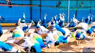 Amazing peacock farm #peacock #birds #peacockrangoli