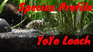Species Profile, the Yoyo loach