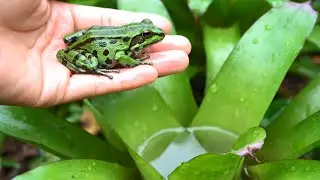 Wildlife Amazon Jungle Survival: Poison Dart Frog Family&rsquo;s Deadly Migration | Jungle Beasts Unveiled
