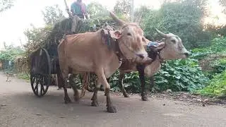 Adivasi culture, village life, tribal community, indigenous people, rural living, Adivasi 