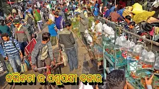 Gallif Street Pet Market Vlog | Exotic Pets, Birds & More
