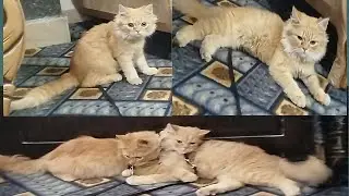 Mano Billi Vlog