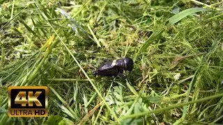 Beautiful Insects in The Nature - Best Relax Music ・ Ultra HD 4K Video