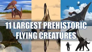 11 Largest Prehistoric Flying Creatures That Once Roamed The Earth| Size Comparison