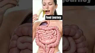 3d anatomical Visualization food journey inside body  #shorts #biology#science