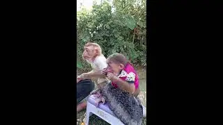 Monkey cute really hungry fruit #babyanimal #animallife #cute #animals #livestream