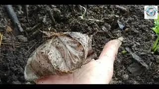 The Ugly Truth of Paper Cup | Scavengers Darjeeling | Zero Waste Himalaya | TIEEDI | BFFP