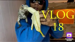 Teaching iguana tricks + feeding everyone