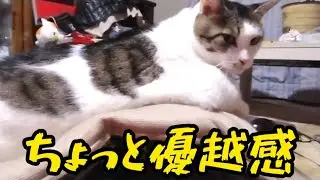 【Cat】Lovely Slope